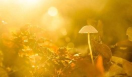 秋天妈妈最新爆料文案,最新爆料背后的温馨故事